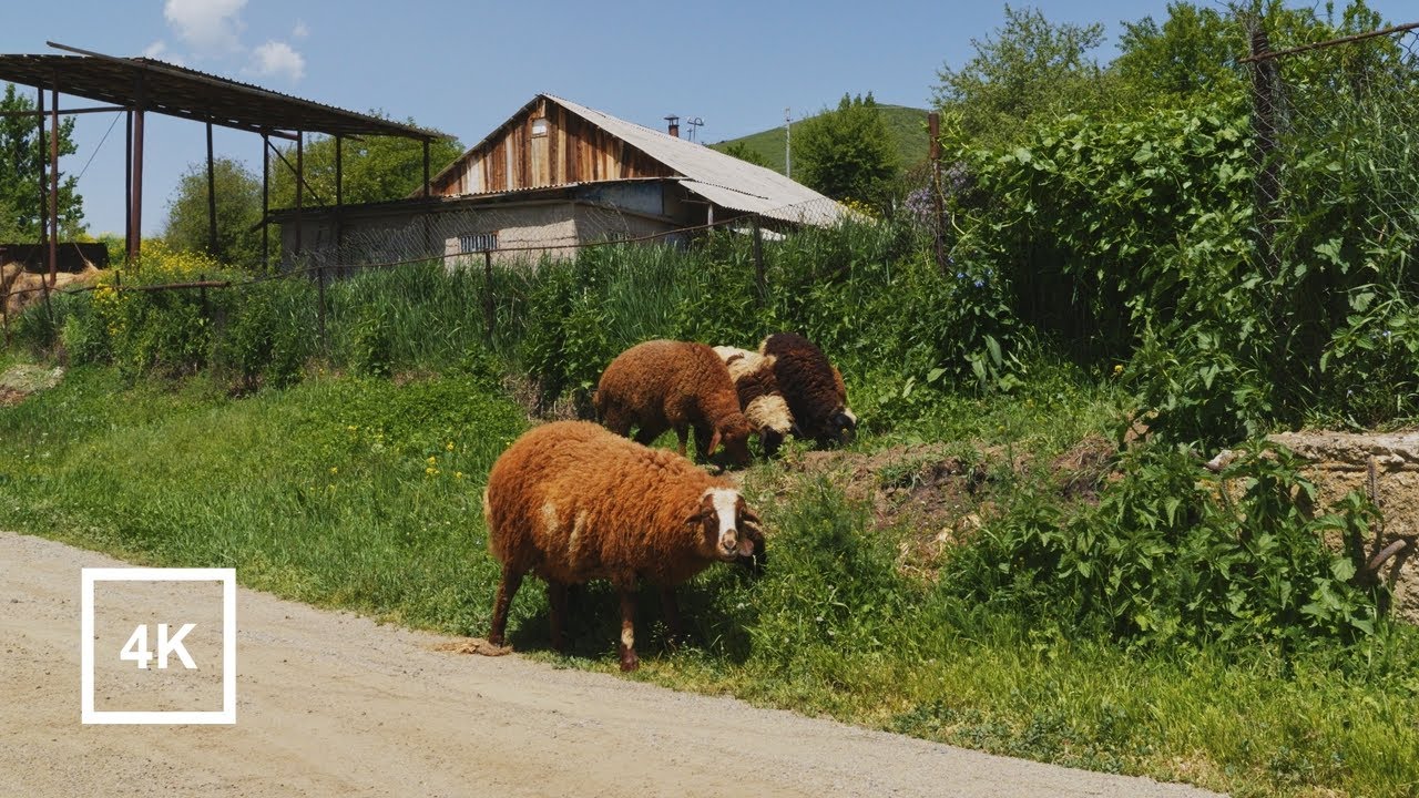 Расслабляющая прогулка по армянской деревне Меградзор | Countryside Ambience