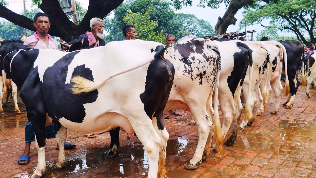 ২০/৩০ লিটার দুধের ফ্রিজিয়ান গাভী বিখ্যাত ধাপের হাট বাজার থেকে || ০১/০৫/২০২৫ || gorur hat | milk cow