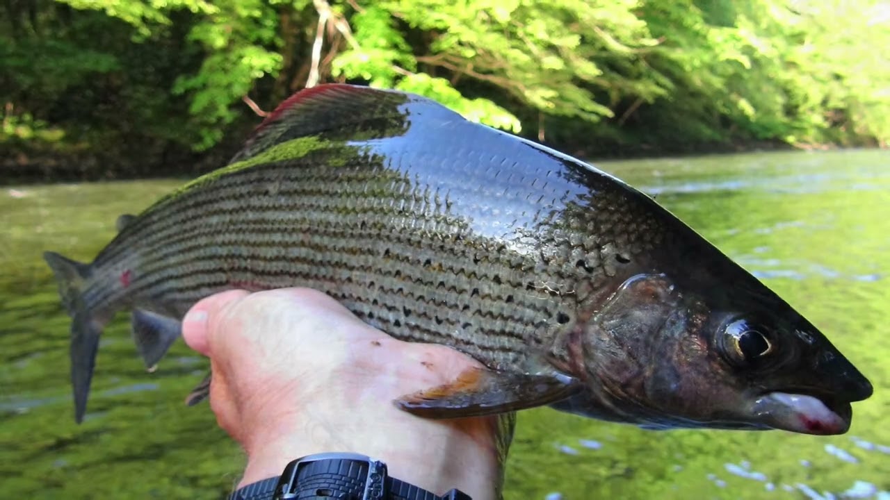 PECHE MOUCHE DORDOGNE MAI 2022