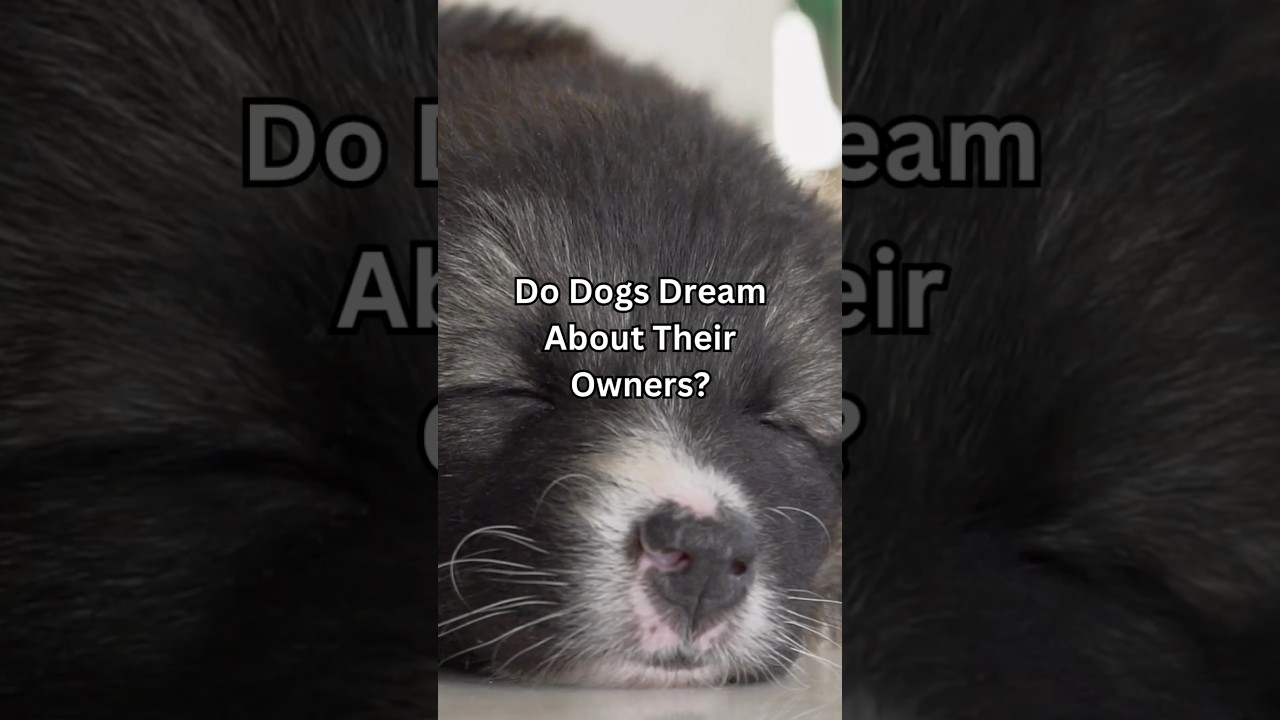 Do Dogs Dream About Their Owners?