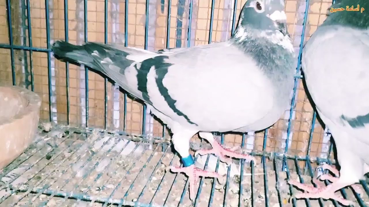 علاج أول حالة من الروشة او الهزة في الحمام والعصافير والببغاوات#حمام #طيور #فيروس_الحمام #birds