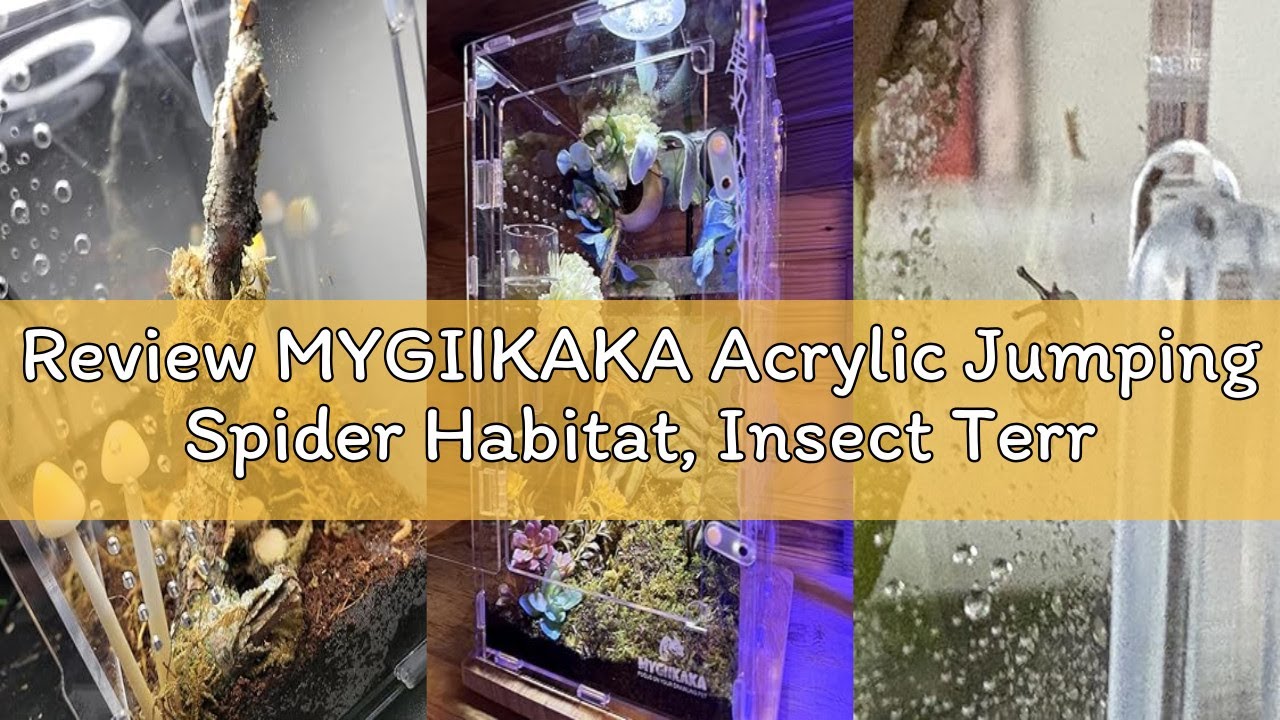 Review MYGIIKAKA Acrylic Jumping Spider Habitat, Insect Terrarium, Bug Enclosure, Praying Mantis Hab