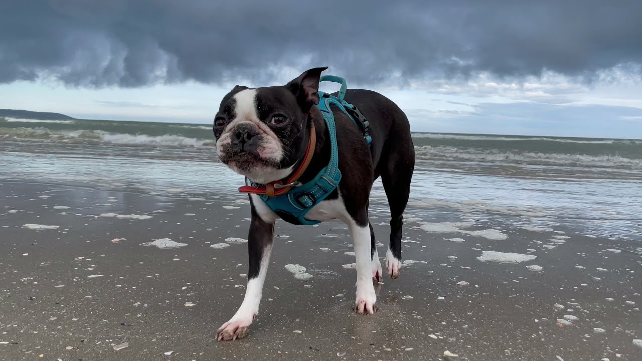 Taking My Dog To The beach!