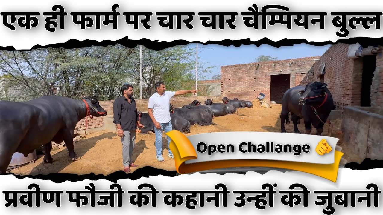 प्रवीण फौजी ने दिखाए अपने चार चार चैंपियन बुल्ल | शेरा फौजी , अंगद फौजी , सम्राट फौजी और बलवान फौजी
