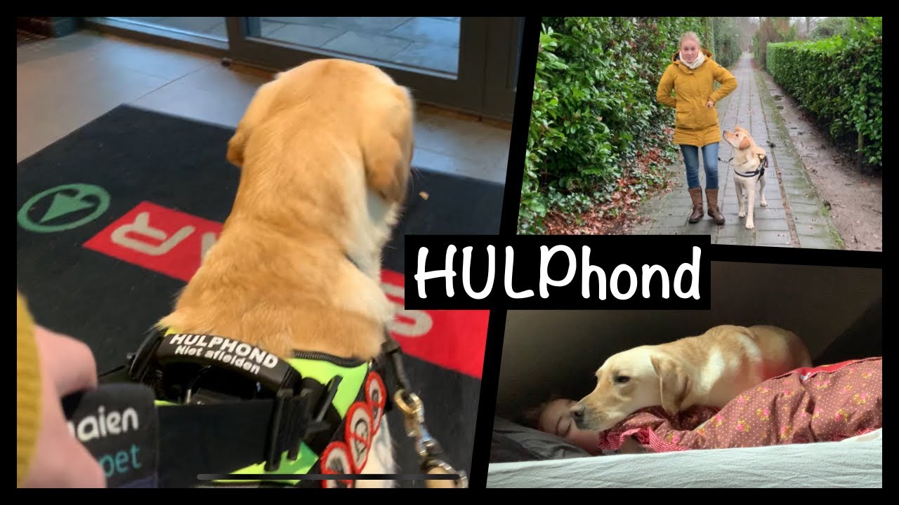 Taken en commando's van hulphond Totte