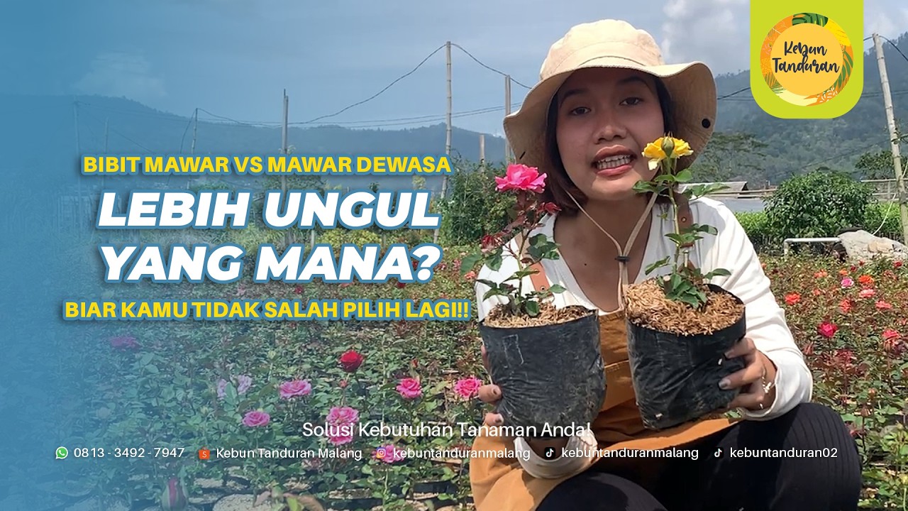 Bibit Mawar vs Mawar Dewasa (Indukan): Mana Mawar yang Lebih Cepat Mekar dan Tahan Banting?