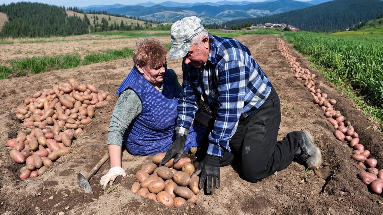 For 50 YEARS, we’ve planted potatoes THIS WAY — and every year, the EARTH REWARDS us!