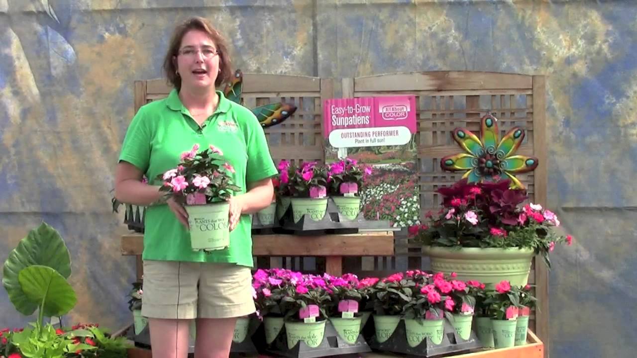 SunPatiens - All About Color