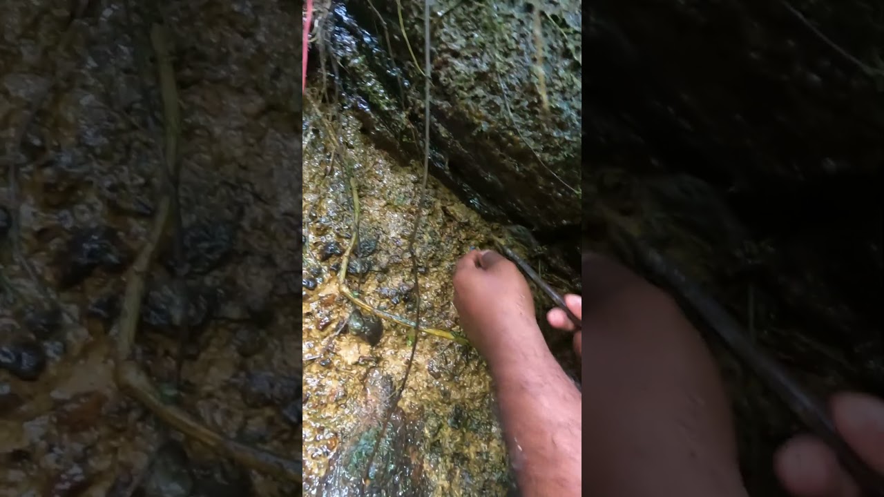 Hidden Wonders Beneath the River: Gem Hunting Adventure in the Jungle! 🌿💎🔥 #TreasureFinds