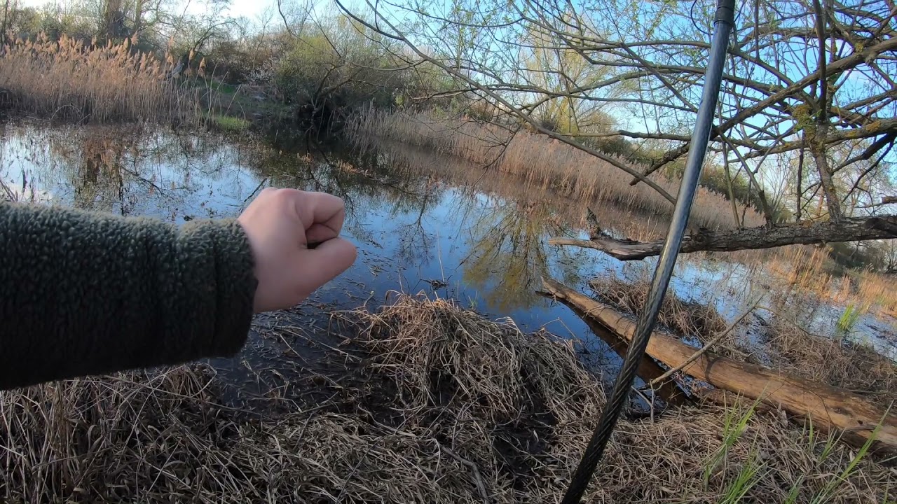 Kumaki, dźwięki podwodne