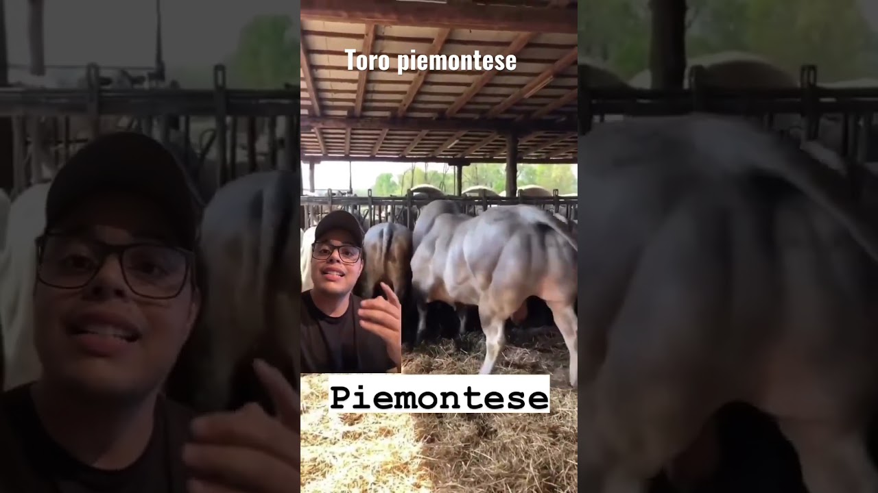 Toro de la raza piemontese con doble musculatura