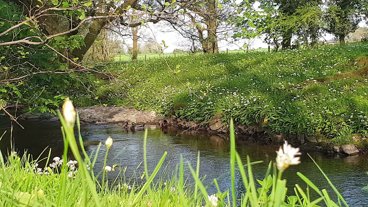 River Sound, Duck, Peaceful Relaxing Nature (4k 60fps)