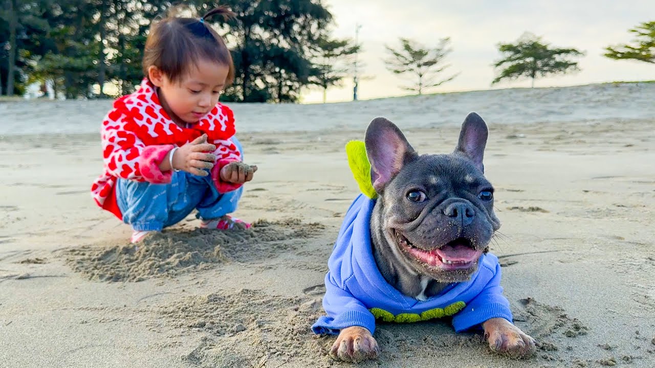 It is impossible not to laugh when my dog ​​picks anything on the beach