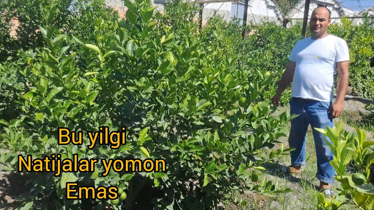 BOMBAAAAA VIDEONI OXIRIGACHA KO'RING.LIMON KO'CHAT TANLASHDA ADASHMANGLAR.NIMA UCHUN LIMONDAN YELIM.