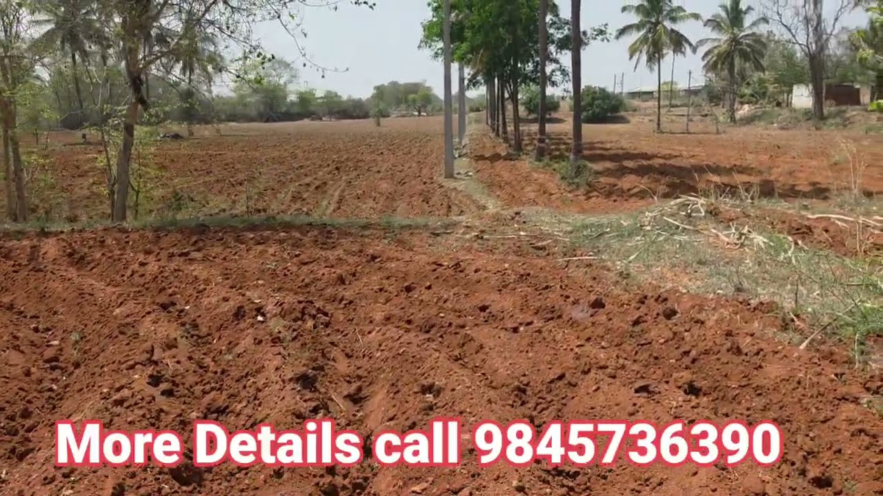1 Acre Land for sale Best price red soil Mysore 53 km Bengaluru 180 km agri land sale 9845736390
