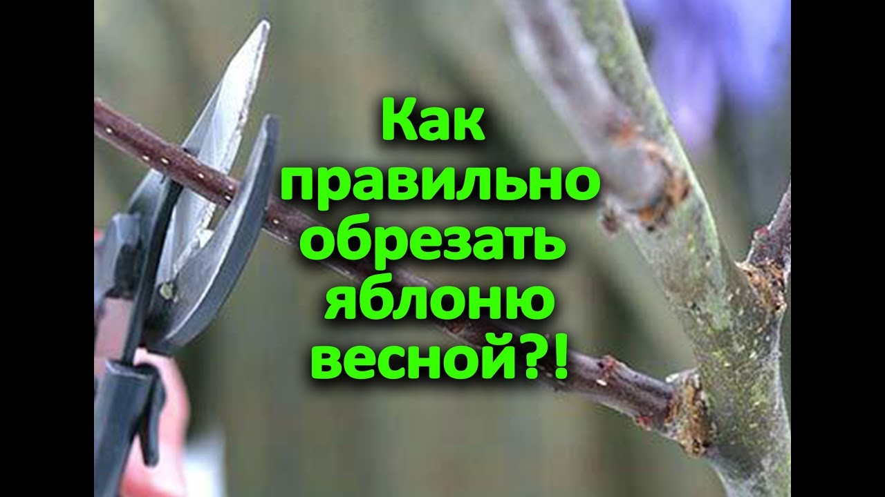 Как обрезать яблоню весной?!