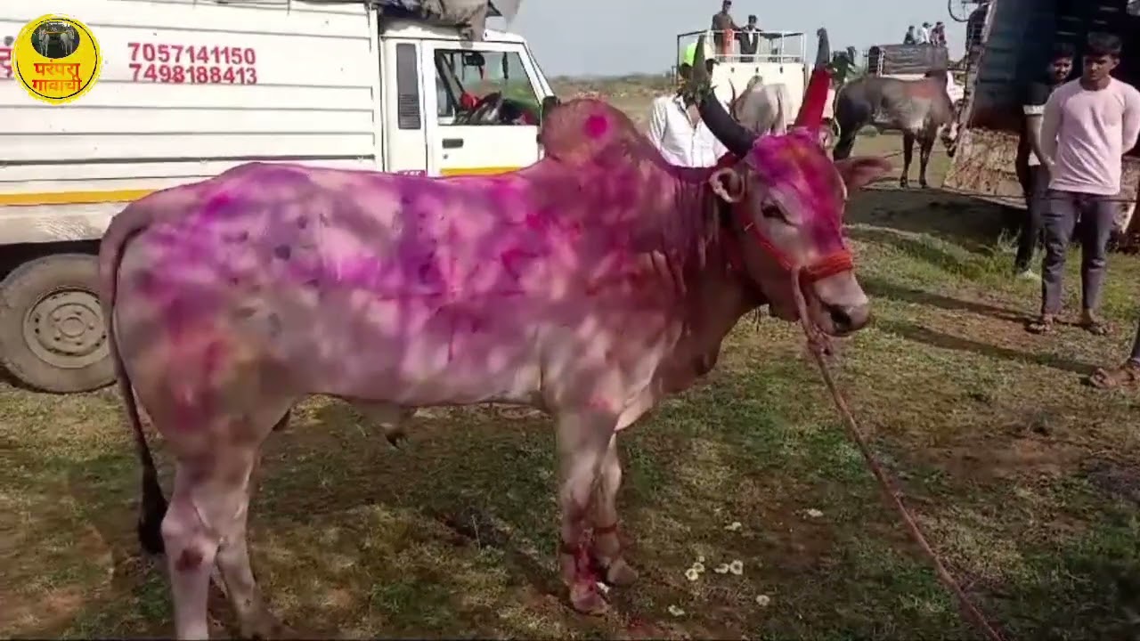बकासुर ६३०० आज पळणार आहे का? मौजे भुकूम कि अकलूज