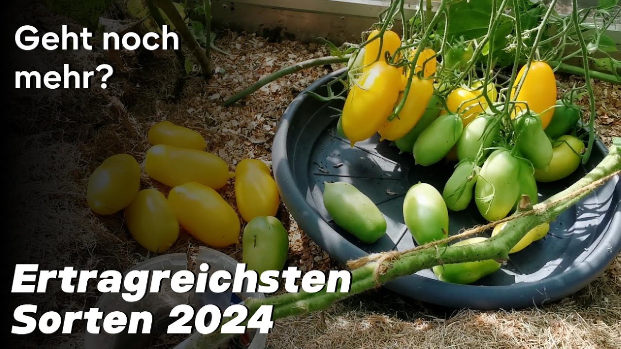 Ertragreichsten und zuverlässigsten Tomatensorten in 2024