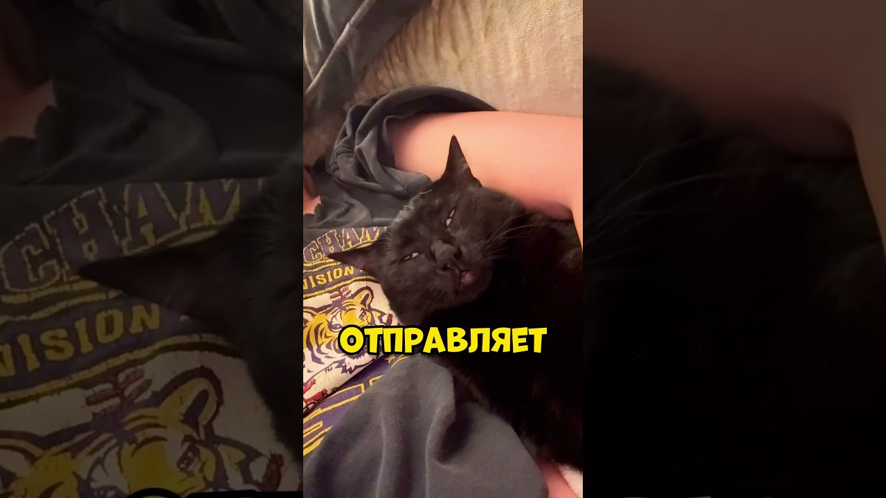 Новости с животной полянки-15🙀 