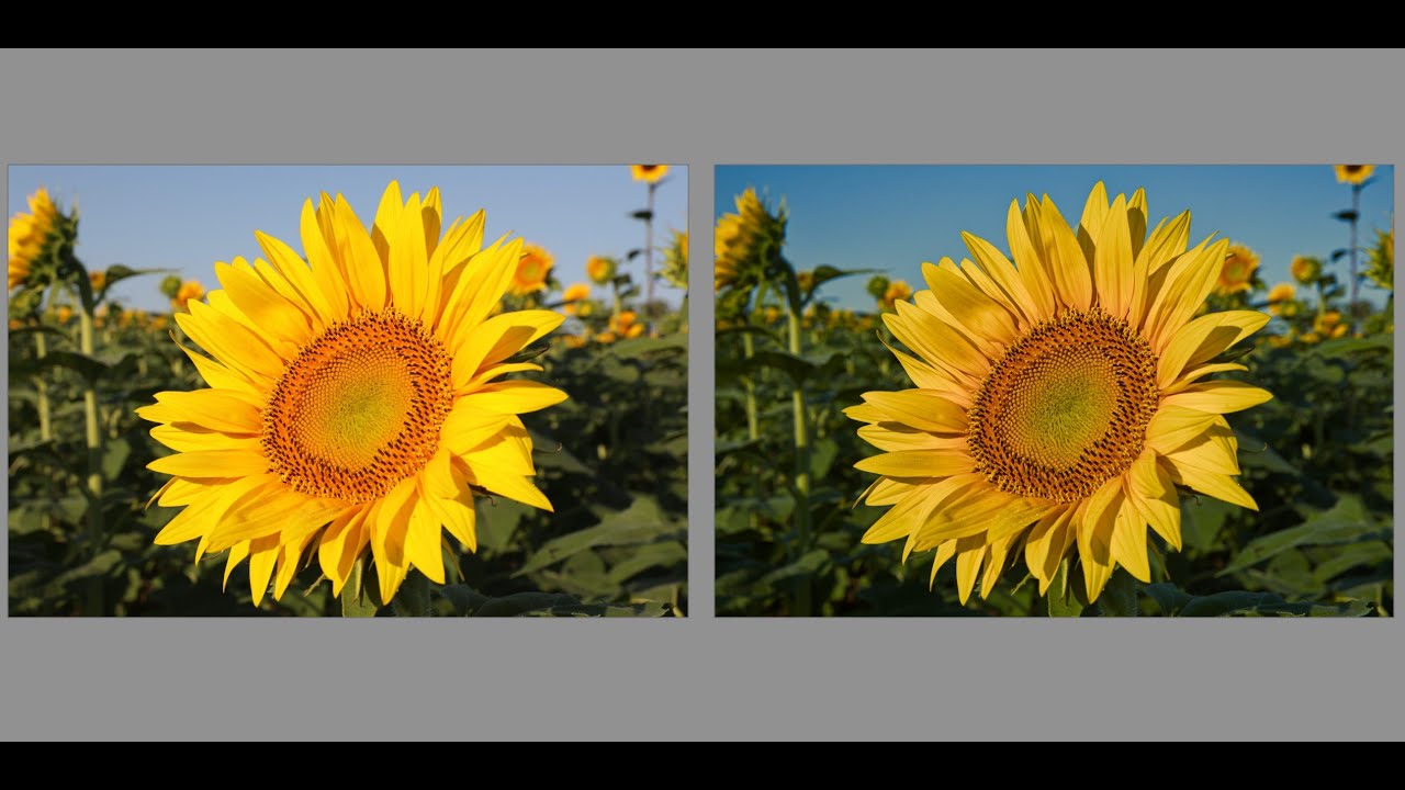 Darktable Episode 63: Use of masking options in the color balance rgb module