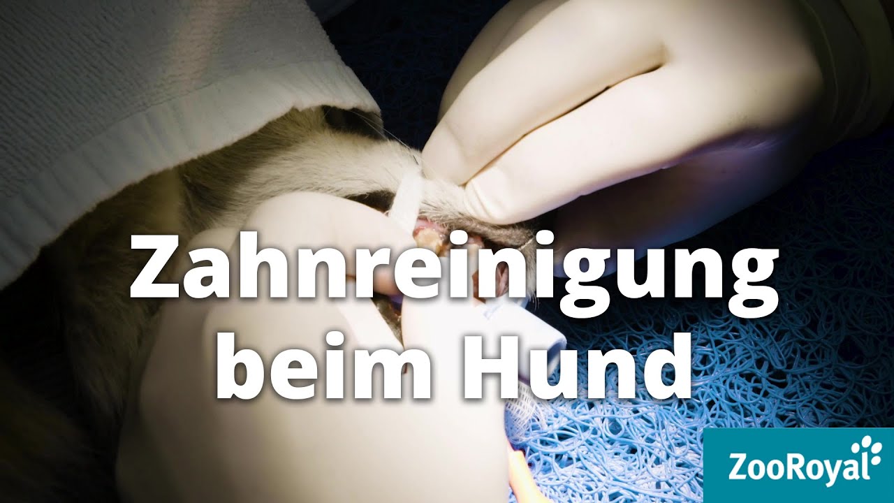 Zahnreinigung beim Hund! | Tierarzt Tacheles mit Sebastian Goßmann-Jonigkeit | ZooRoyal