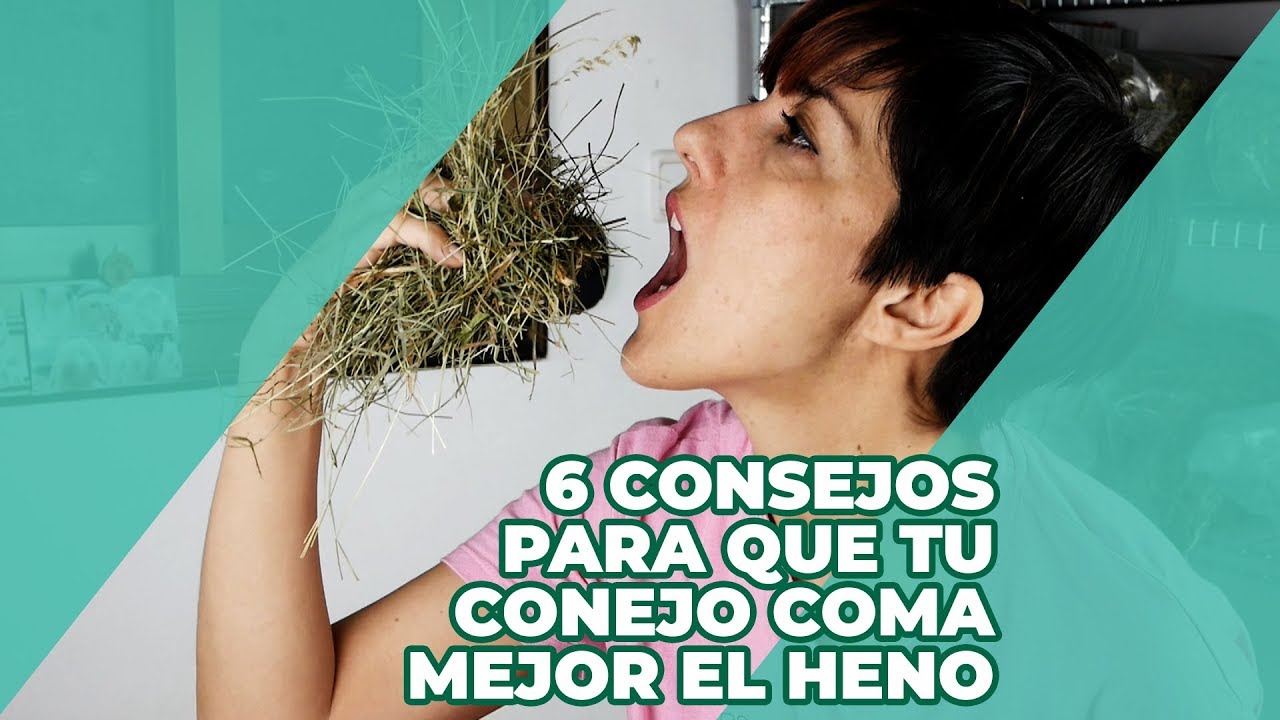 HENO PARA CONEJOS 🌿 6 consejos para que tu conejo COMA MEJOR el heno