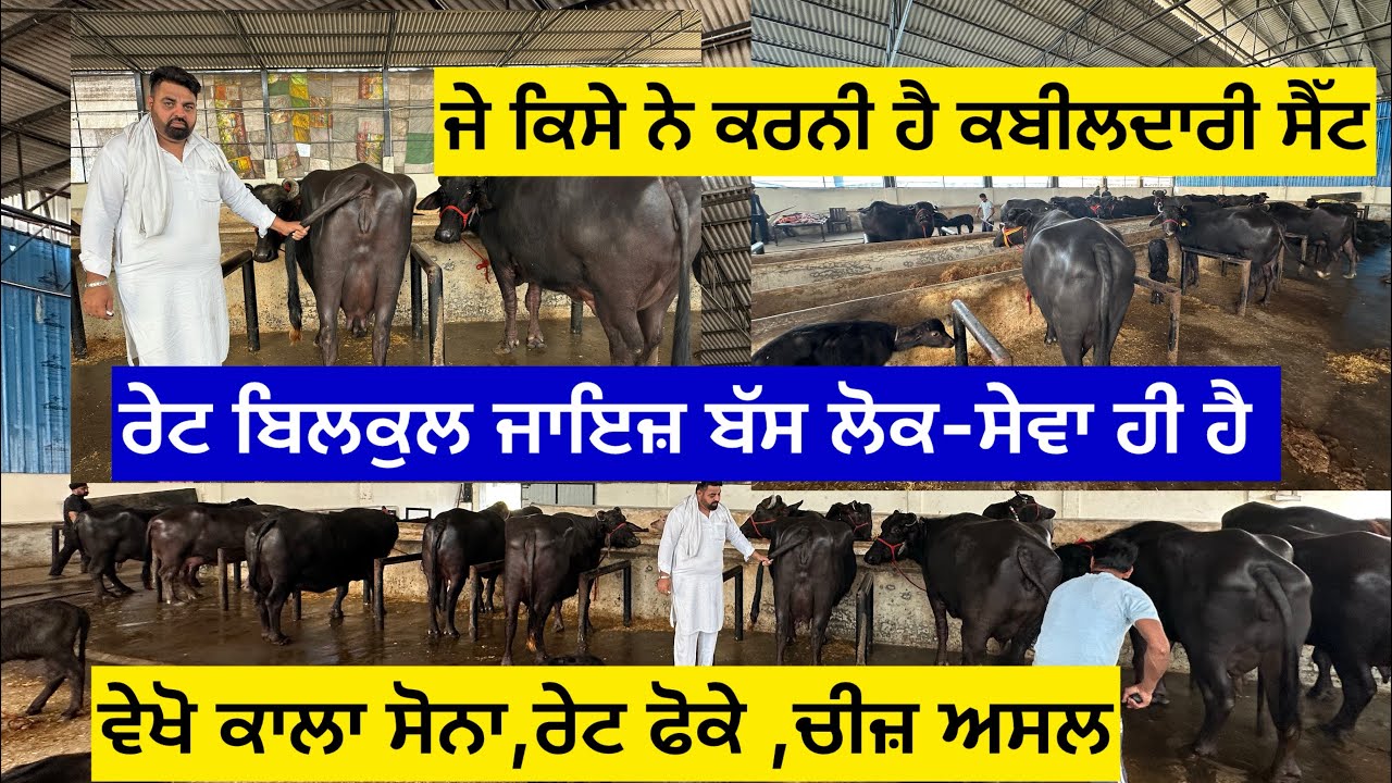 ਜੇ ਕਿਸੇ ਨੇ ਕਰਨੀ ਹੈ ਕਬੀਲਦਾਰੀ ਸੈੱਟ,ਰੇਟ ਬਿਲਕੁਲ ਜਾਇਜ਼ ਬੱਸ ਲੋਕ-ਸੇਵਾ ਹੀ ਹੈ ,ਵੇਖੋ ਕਾਲਾ ਸੋਨਾ,ਰੇਟ ਫੋਕੇ,ਚੀਜ਼……