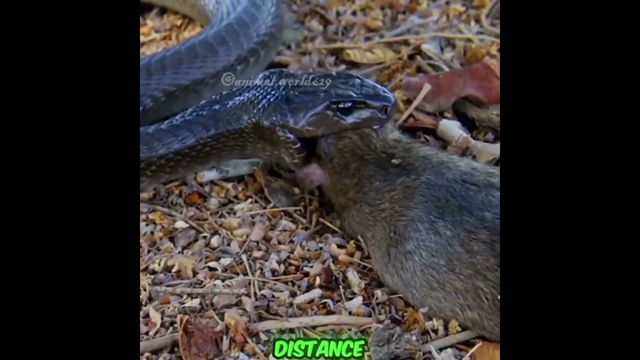 The speed demon snake#fypシ゚viral #snake #mamba #wildlife #blackmamba #natgeowild