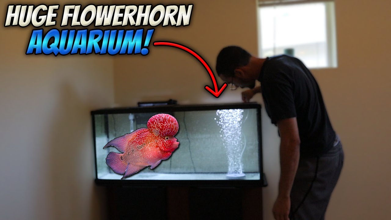 55 Gallon Flowerhorn Fish Tank Setup!