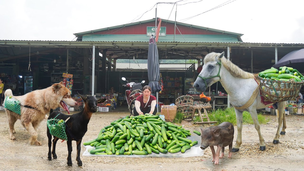 A Horse, Goat, Pig, Dog Help Ly Hieu Hieu Harvest Many Cucumber Go To Sell At The Market