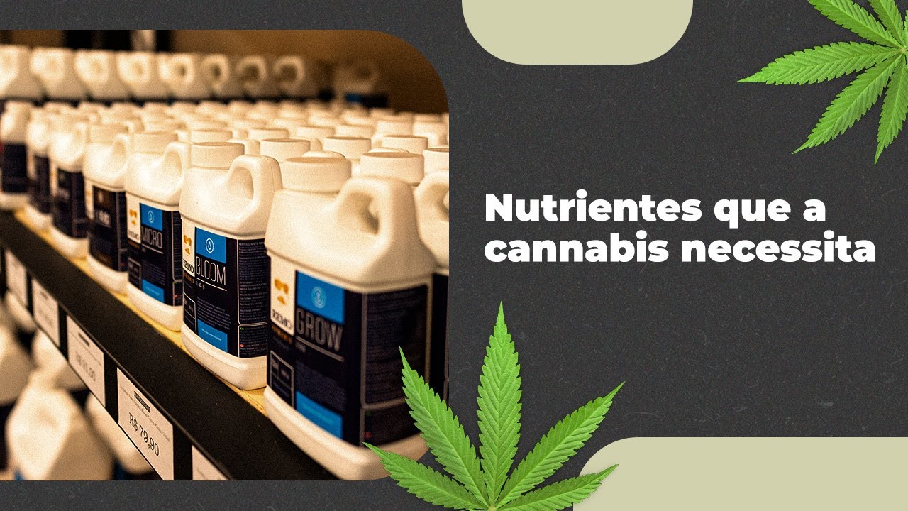 Fertilizantes para o Cultivo de Cannabis e os Nutrientes necess&aacute;rios para a Planta