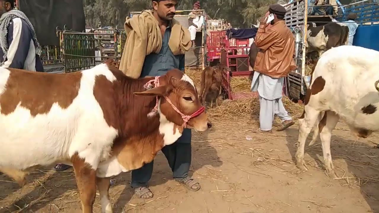Today Bhawalpur Cow Mandi Fresh Latest Update | Cholistani Sahiwal Bachre | Cow Mandi 2026🔥