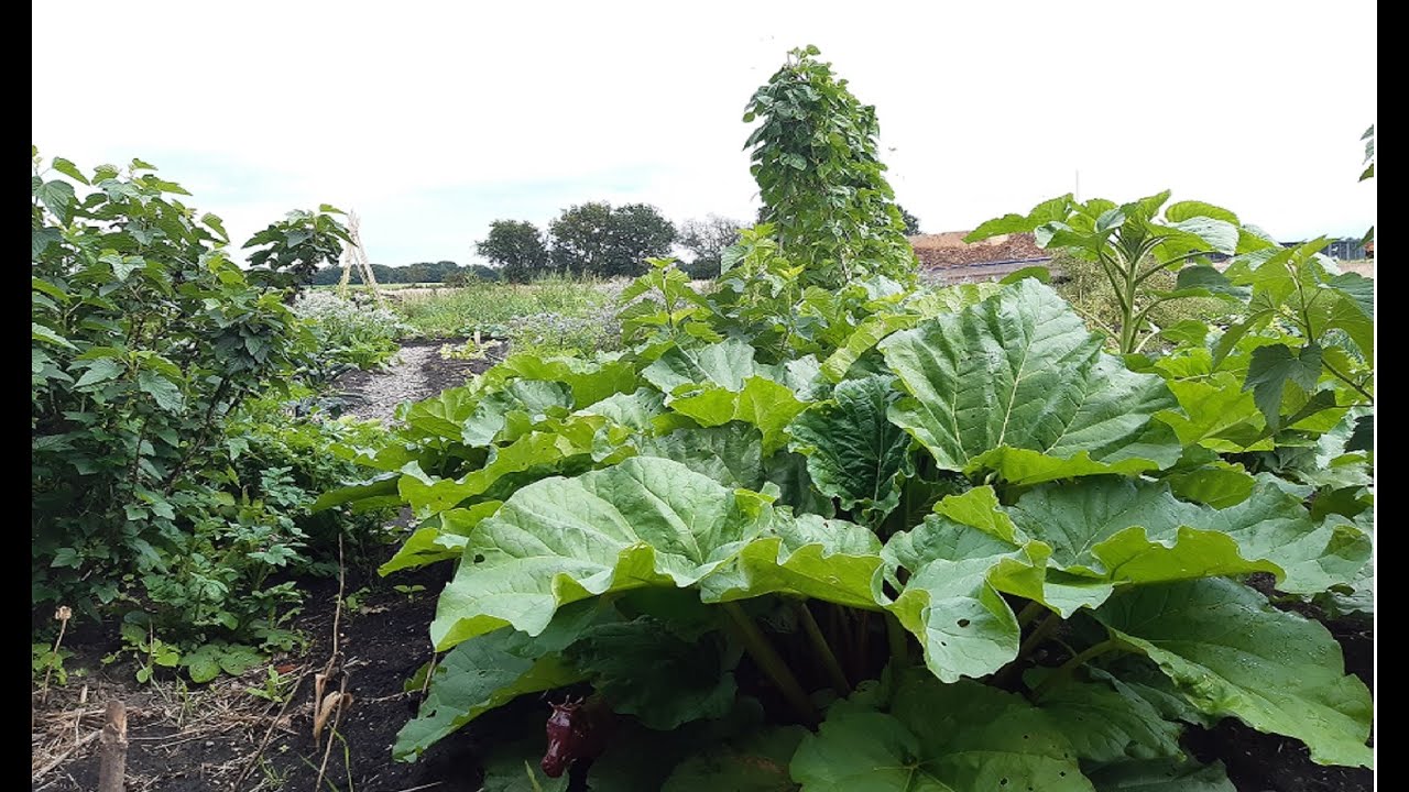 Moestuin in juli