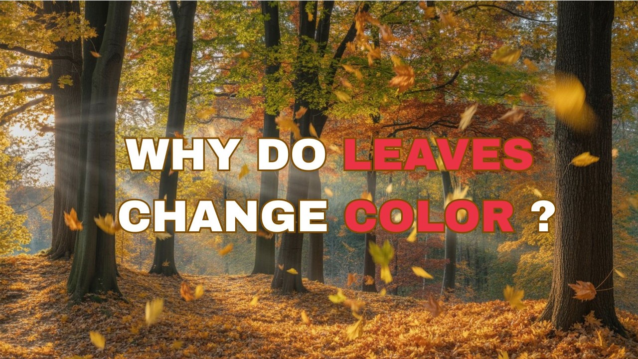 Why Do Leaves Change Color? – The Beautiful Science Behind Nature’s Magic