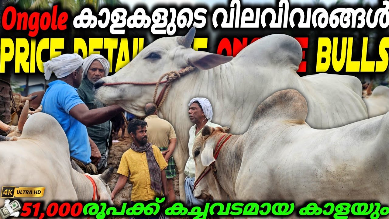 ✨Ongole കാളകളുടെ🐂വിലവിവരങ്ങൾ💸51,000 രൂപക്കയുടെ കാളകച്ചവടം CHATTIPPARAMBA CHANDA NEW Ongole Bull#bull