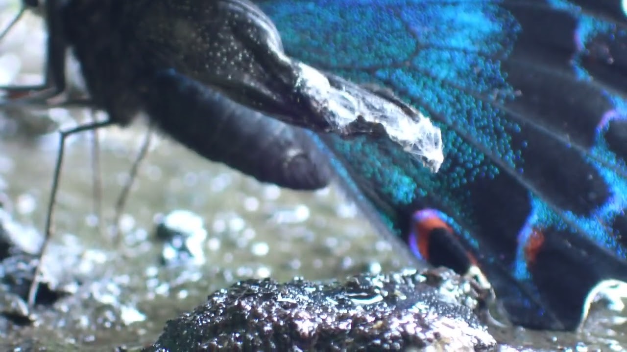 【omsystem】ミヤマカラスアゲハの吸水【tg7で撮影】
