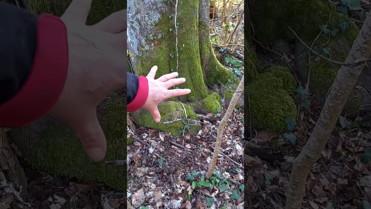 Starkbuche Bohrwiderstandsmessung bei Verdacht auf Brandkrustenpilz