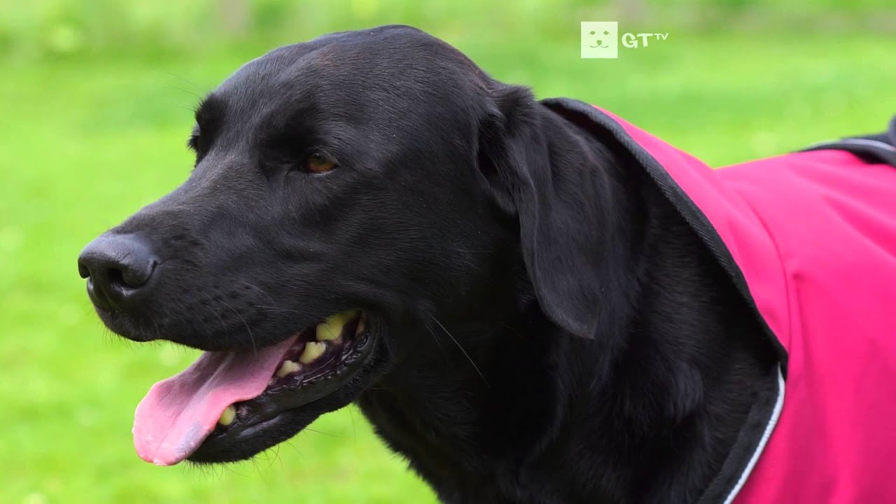 Storm 2-in-1 Waterproof Dog Coat - Feature