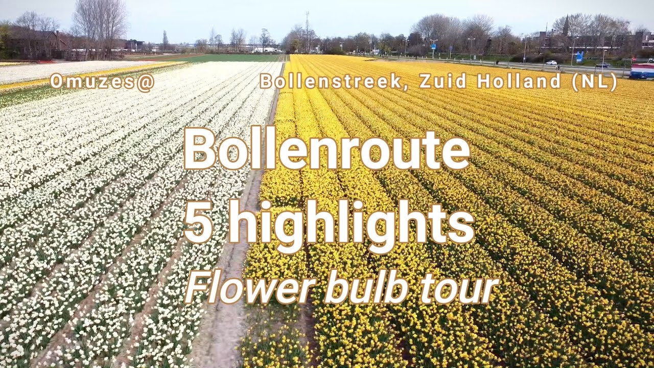 Route Bollenvelden (Flower bulb route)