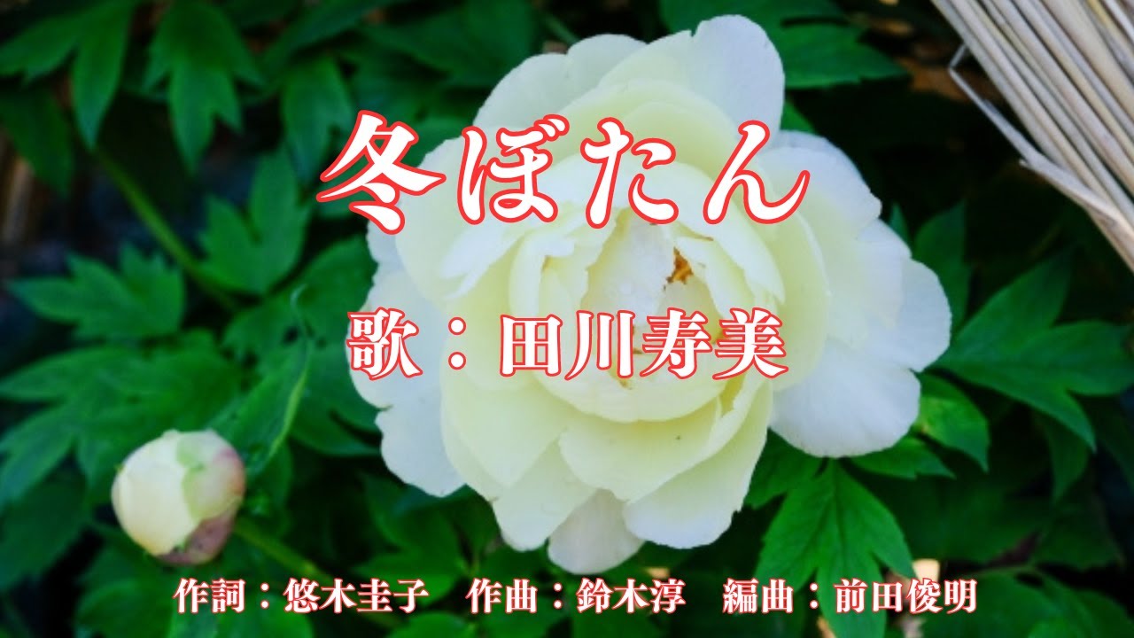 冬ぼたん　田川寿美