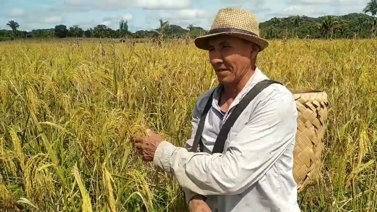 Colheita de arroz no Maranhão