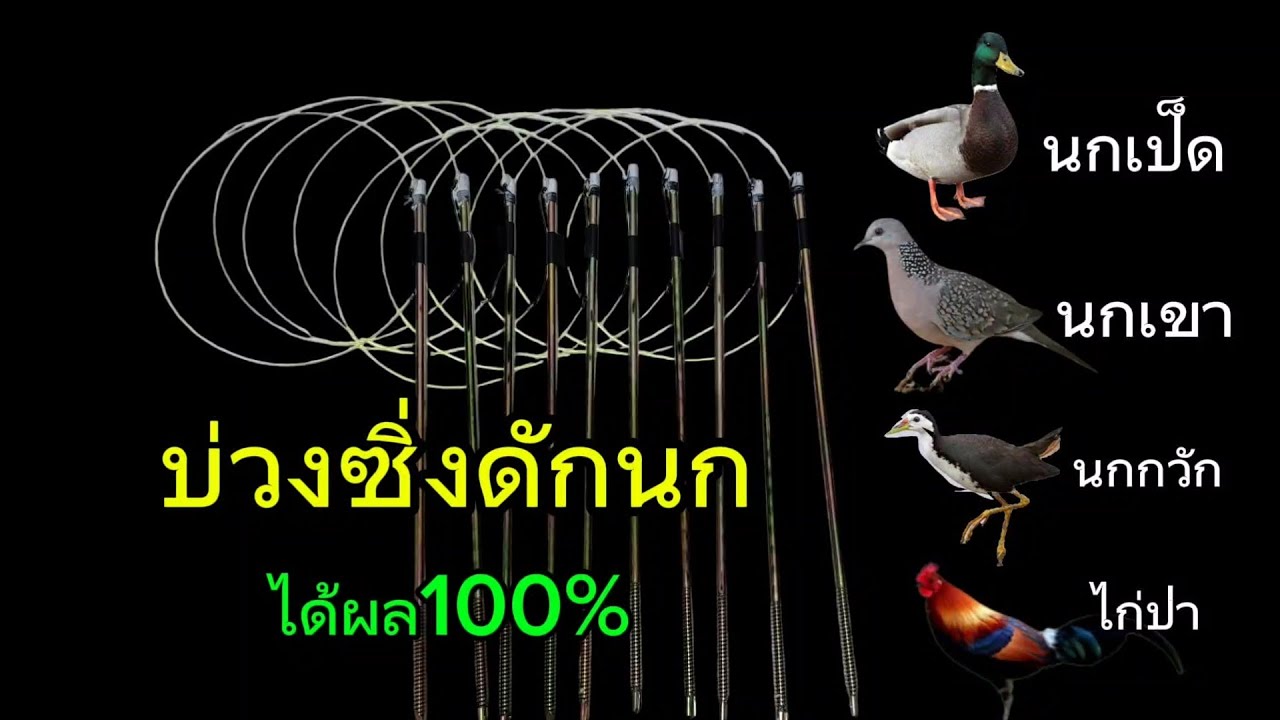 วิธีทำบ่วงซิ่งดักไก่ป่า ดักนกเขา ดักนกกวัก ดักนกเป็ด