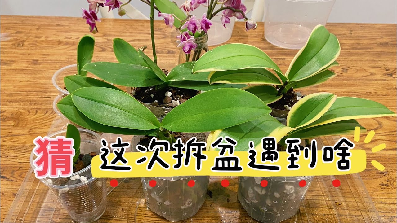 【23148】这些蝴蝶兰拆盆有点不同，边拆边讲，拆水苔，修根，剪高芽，剪花梗，栽种，育苗，等，遇到问题，解决问题【静姐说花】