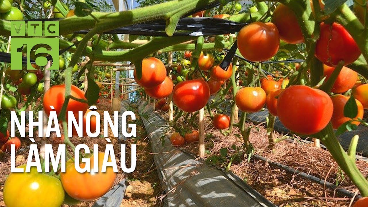 Trồng cà chua thu 20 triệu đồng mỗi tháng | VTC16