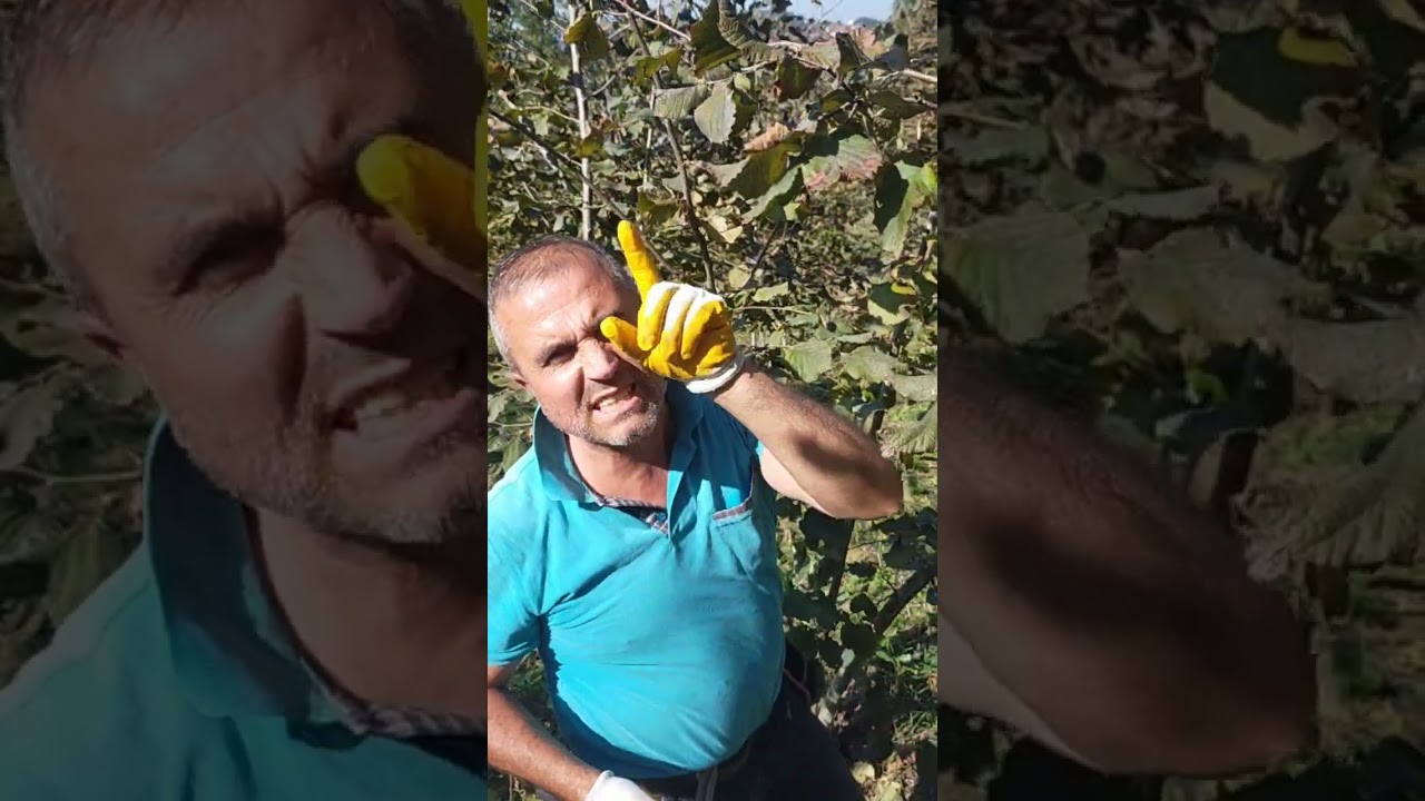 teknik budama Eğitmeni Özarslan ziraat sezon hızlı bir şekilde devam ediyor