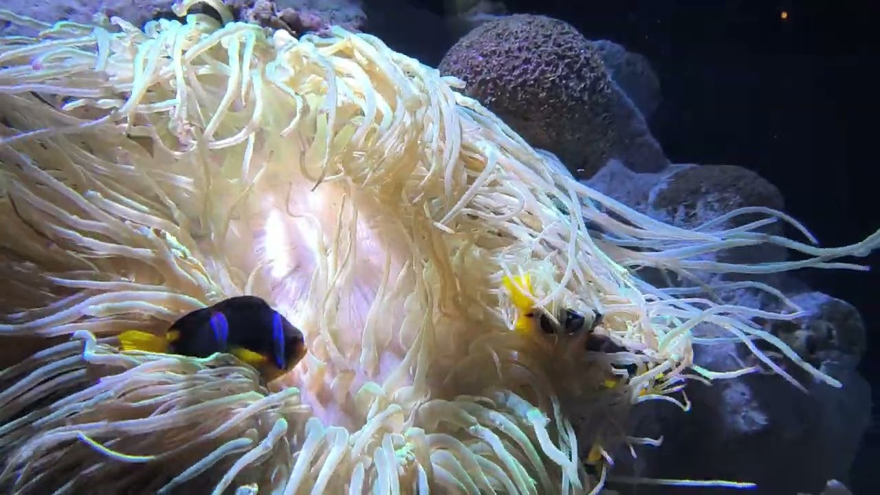 Never seen this type of FISH ! Anemonefish ! Have you seen this Fish? give comments