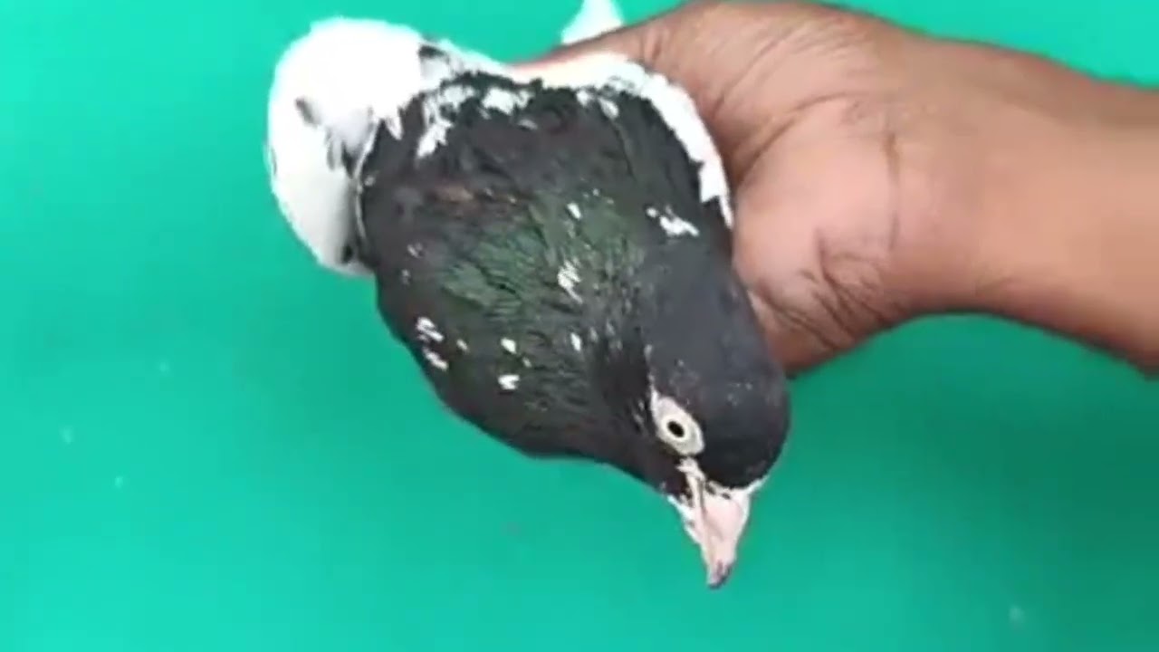 Ustad jameel butt of gujARAT KI CHAT SE PIGEONS