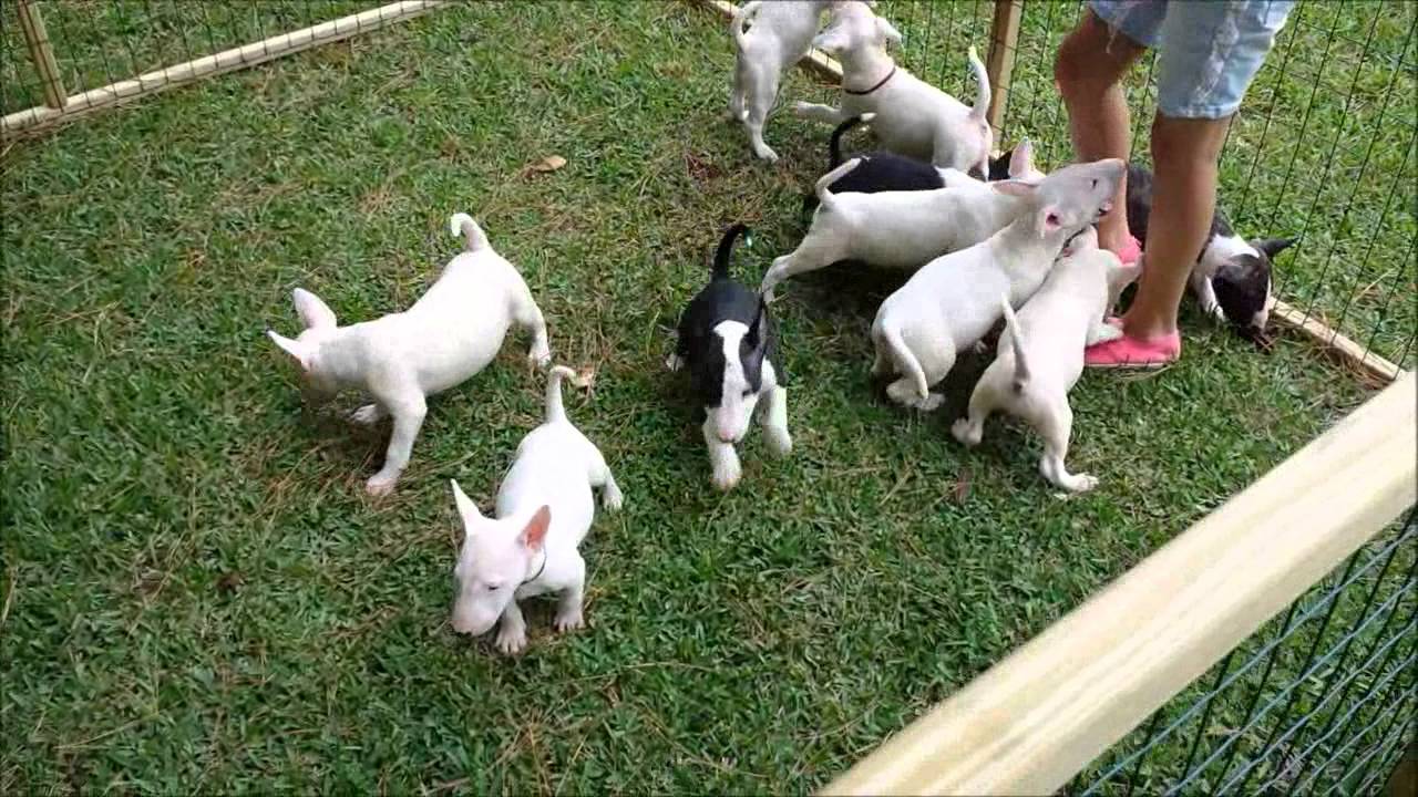 Bull Terrier Puppies playing in an outside pen