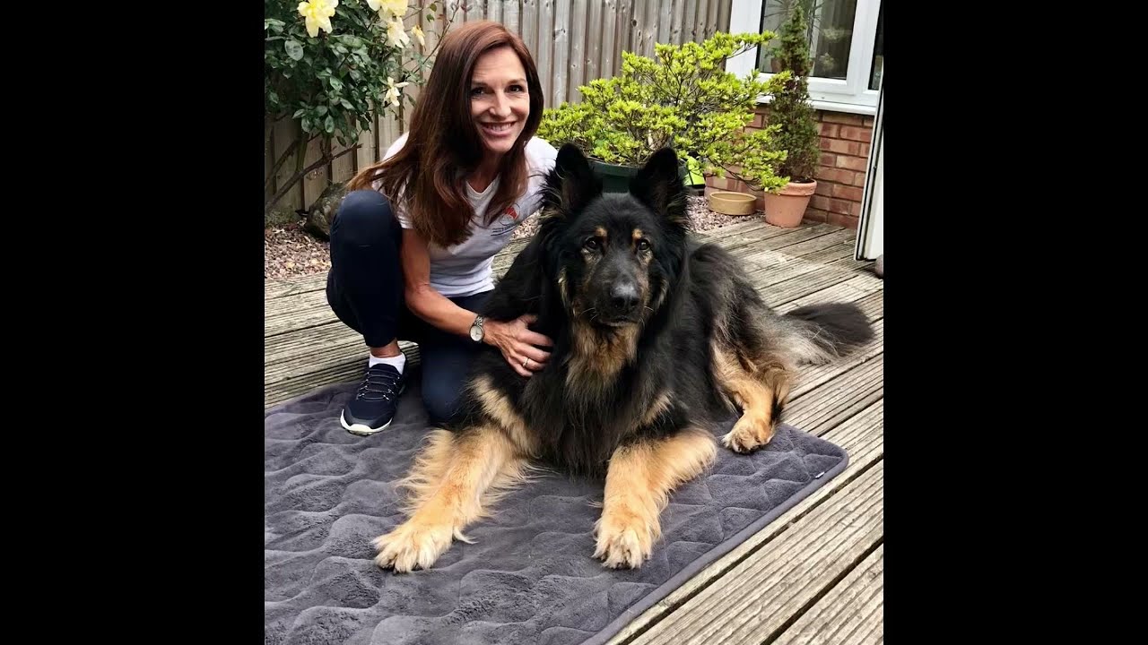 Sarah Darling K9 Gait Massage