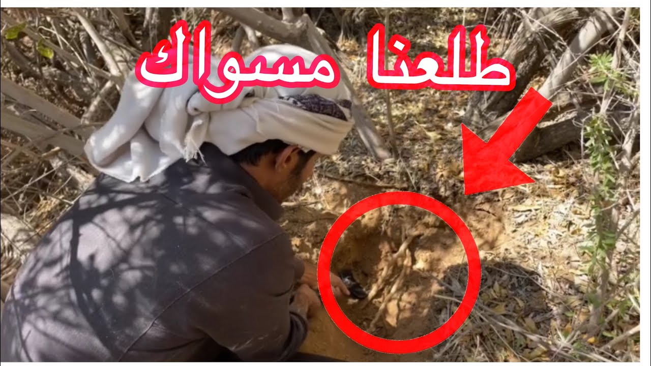 طريقة استخراج المسواك من شجرة الأراك